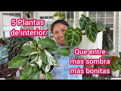 Vídeo: Plantas De Interior Que Adoram Sombra