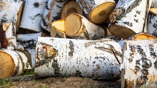 DIY Birch Wooden Barrel | Birch Barrel | How to make a wooden barrel with your own hands by TM ZHENATAN 20,607 views 1 month ago 19 minutes