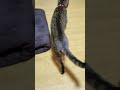 ベルミーの発情期1