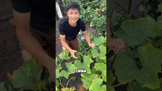 Smart Rooftop Pumpkin Farming in China 🎃🏠#farming