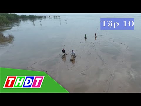 Video Tập 10: Cù lao Dung lao đao theo dòng mặn ngọt | Ký sự... - youtube