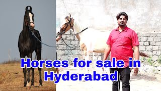 Horses for sale and price in Hyderabad  95337 44190