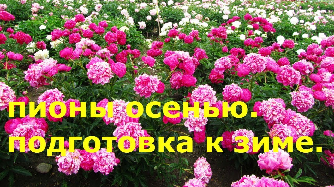 Подготовка пионов к зиме: обрезка, подкормка и укрытие Подготовка пионов к зиме: обрезка, подкормка и укрытие