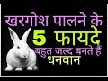 Benefits of rabbit जिस घर में खरगोश पाला जाता है उनके लिए खुशखबरी 5 फायदे जानकर चौक जाओगे