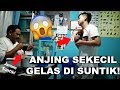 ANJING SEKECIL GELAS DI SUNTIK Dia sampe nangis kesakitan