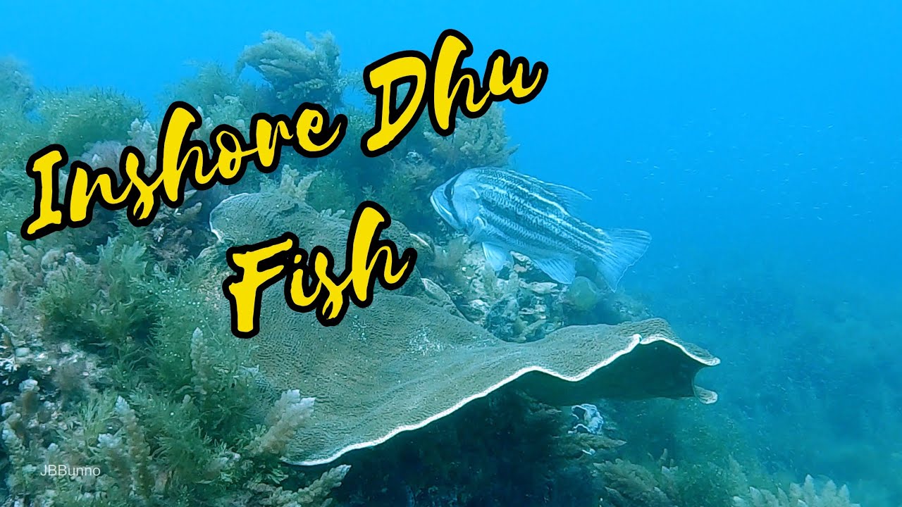 Chasing Cray spotting Dhufish