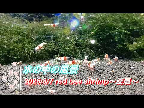 2026/8/7 水の中の風景 #レッドビーシュリンプ #旋風 #アクアリウム #aquarium #癒し #healing