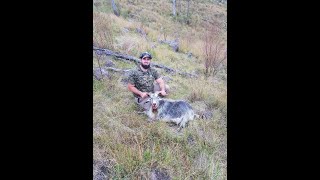 Goat Hunt NSW 2023 by bashir k 407 views 1 year ago 6 minutes, 44 seconds