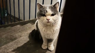 A stray cat is Knocking on the door, he wants a home more than food!