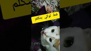 قط مغربي يتكلم بذكاء Moroccan cat talking shorts