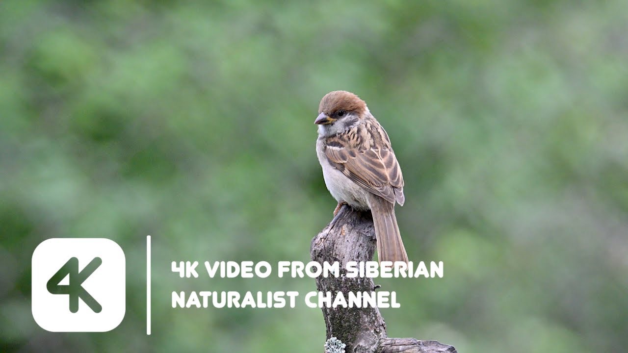 Siberian naturalist | Sparrows in my Garden after the Rain