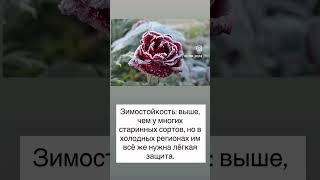 Питомник растений Розовый Дом Астана, Жанаконыс 20 #сорт #strawberry #сад #цветы #садоводничество