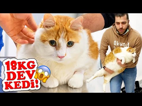 Video: Çoğu Şişman Kedi Mutlu Kalır - Günlük Veteriner