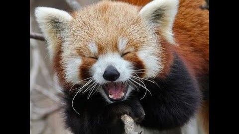 Based Pande | Steganography | DigitalOverdose 2022 | GUTI BABA