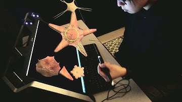 zSpace at a Glance: Starfish