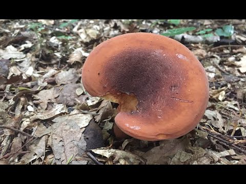 Груздь красно-коричневый или Подорешник /Lactarius volemus