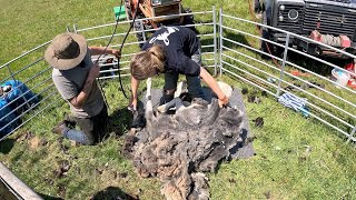 Shearing our own sheep