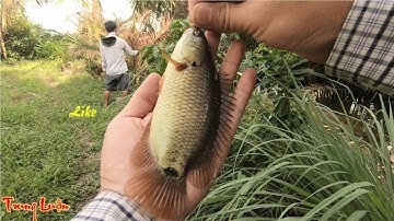 Câu cá rô đồng - Tập 14: Gặp cần thủ sát cá câu trúng ổ rô mề giật liền tay