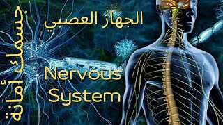 جسمك أمانة(11): الجهاز العصبي|النخاع الشوكي و الأعصاب