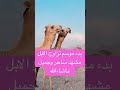 بدء موسم تزاوج الابل مشهد ساحر وجميل ماشاءالله