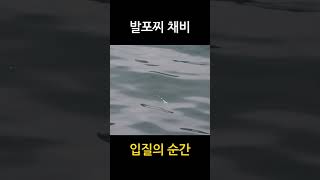 입질의 순간(발포찌 벵에돔낚시)