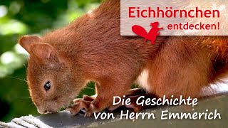 Eichhörnchen in Not – Die Geschichte von Herrn Emmerich