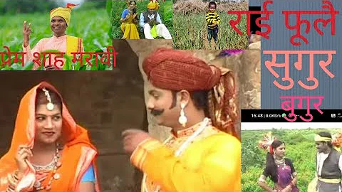 राई फूलै सुगुर बुगुर |प्रेम शाह मरावी/संग्राम शाह मरावीprem Shah Maravi.