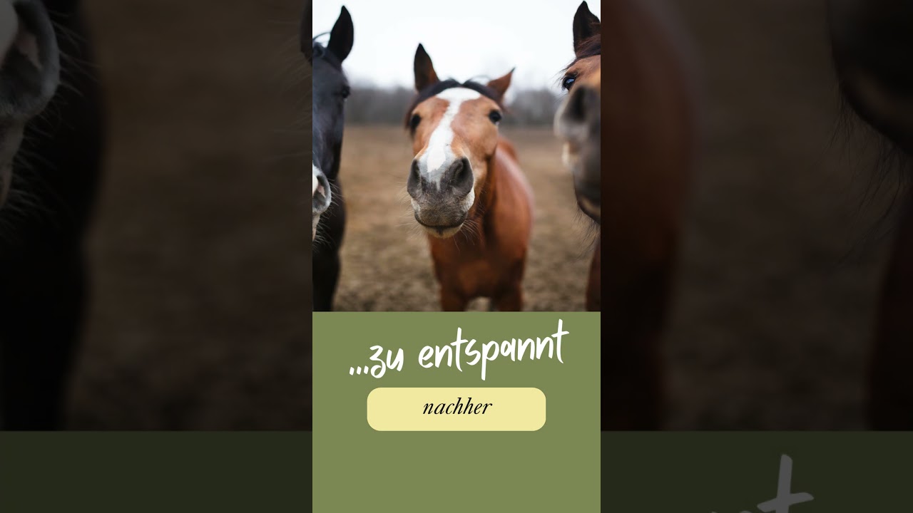 Zickig & gereizt? Mönchspfeffer als Hilfe für deine Stute während der Rosse