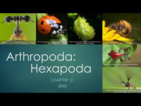 3840_Chapter 21: Arthropoda- Hexapoda
