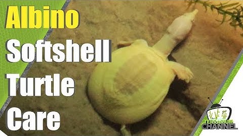 NEW Albino Chinese Softshell Turtle - basic care tips @terrariumchannel
