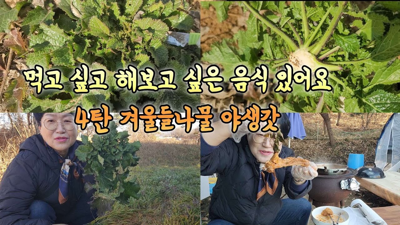 겨울들나물 4탄 야생갓 뜯으러 갑니다 해보고 싶은 요리가 있어요