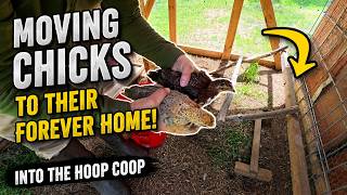 We Finally Moved Our Chicks Outside… Here’s What Happened!