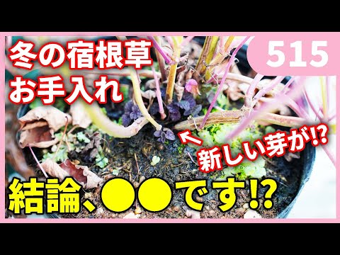 【10年目の教訓】冬前に庭道具を準備する、たった2つの作業