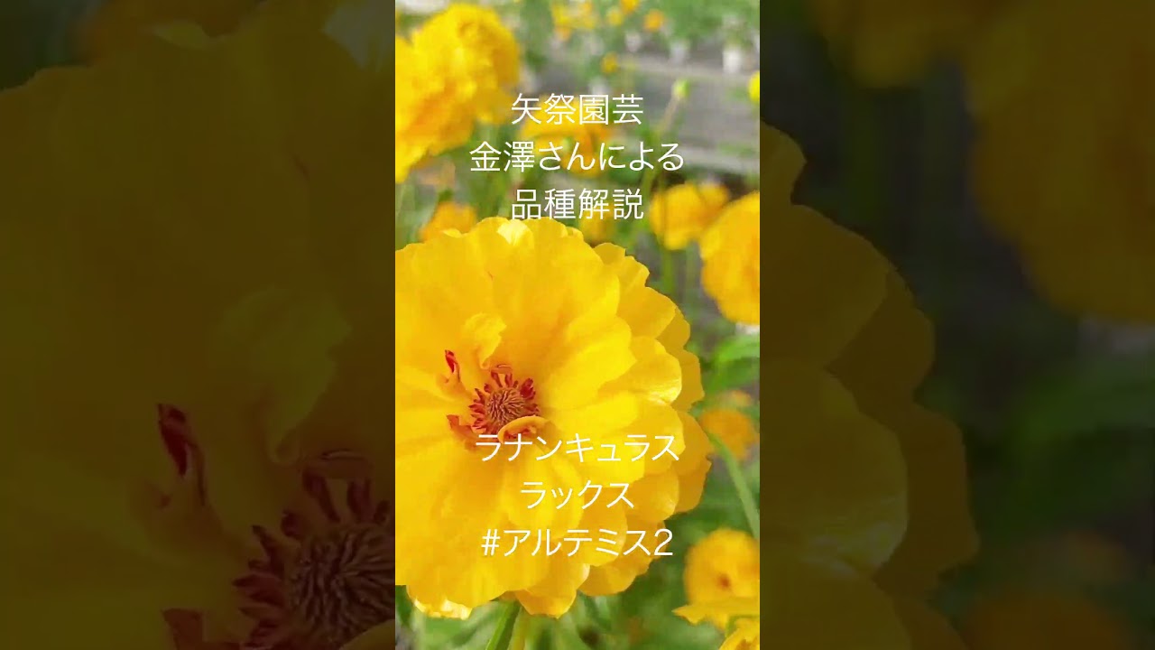 大人気#ラナンキュラス#ラックス#アルテミス2#金澤さん による 大人気#ラナンキュラス#ラックス#アルテミス2#金澤さん による