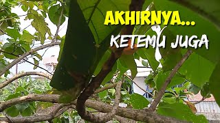 Mencari Sarang Burungdi Pohon Jati