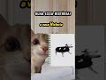 e acabou a história 😹||#naoflopa #gatos #capcut #shorts #memes #viralshorts #vaipraforyou