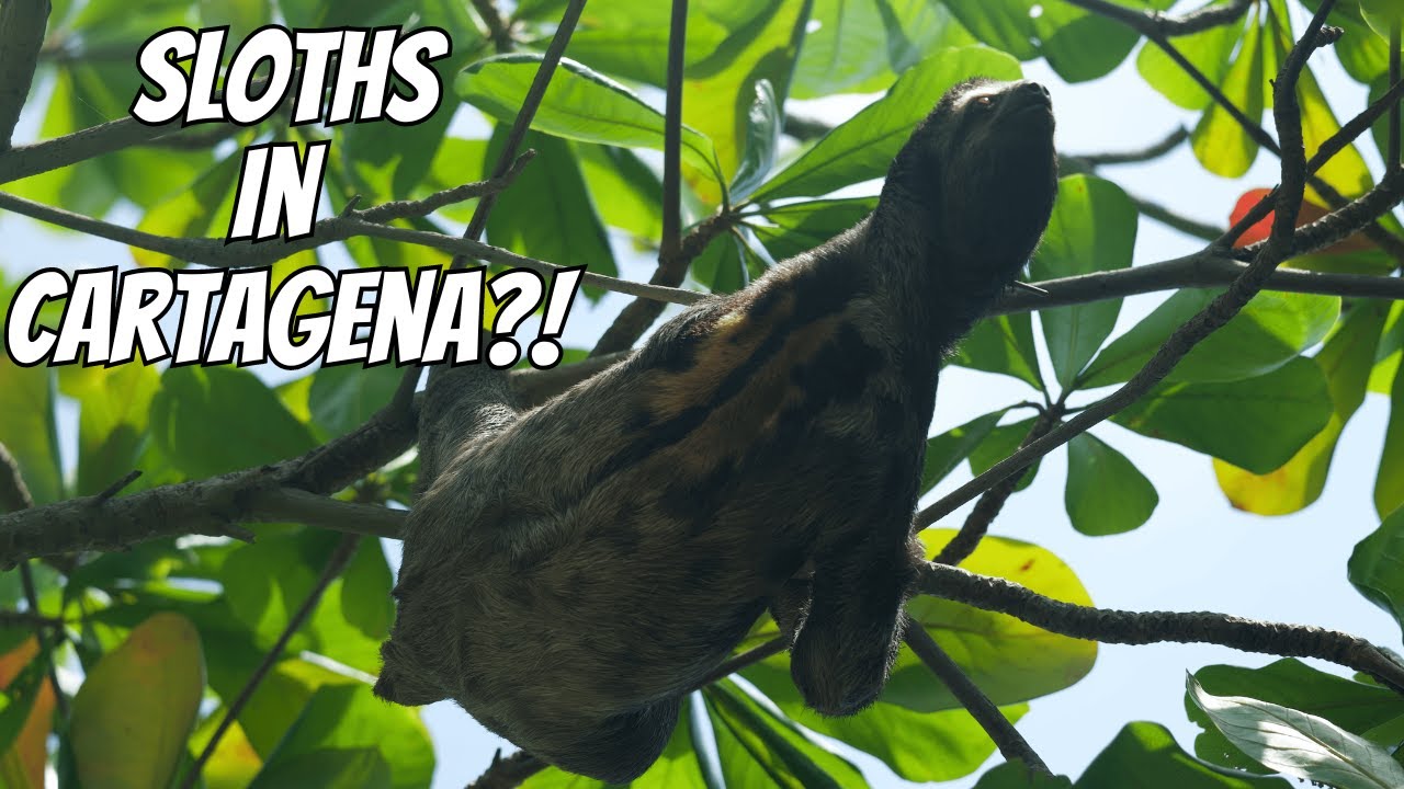 The Wild Sloth's of Cartagena, Colombia! - YouTube