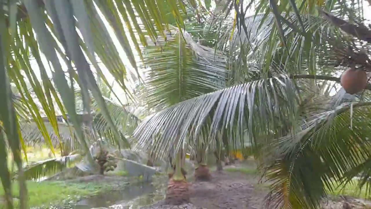 Trời mưa vườn dừa ta của em bị ngập nước mưa không rúc ga được 