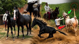 Nazar Hati Durghatna Ghati😰Ye Bacchi Toofan se Bhi Tez Daudegi Iske Baad Kya Pta Tha 🥵Bail Ki Poonch