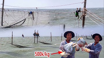Độc Lạ Đóng Đáy Hàng Khơi | Đổ Đục Gặp Cá Chim Bàng 500k/kg | Nghề “Đáy Chòi” ở Rạch Gốc Cà Mau