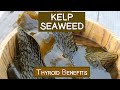 Kelp Seaweed, A Concentrated Source of Dietary Minerals