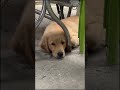 #smartdog #goldendog #golden #smartdogscompilation #smartdogs #smartdogsvideo