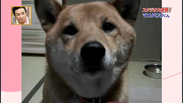賢い柴犬マメタロウ 鳴き声をコントロールする犬 تحميل Download Mp4 Mp3 賢い柴犬マメタロウ 鳴き声をコントロールする犬 تحميل Download Mp4 Mp3