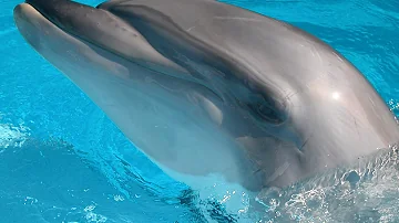 The Amazing Bottlenose Dolphin (Ocean Animal Documentary)