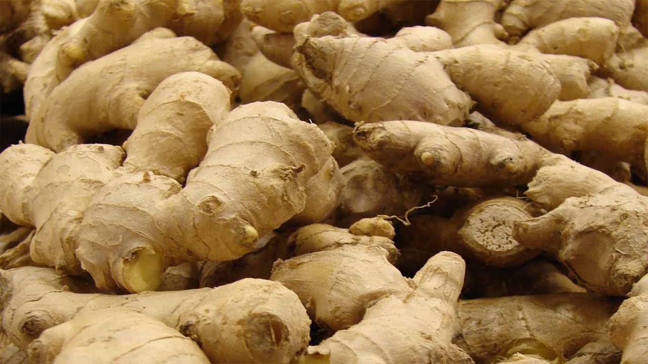 Ginger Cultivation In Pakistan پاکستان میں ادرک کی کاشت Youtube