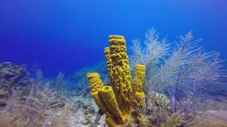 Belize - Day 4 Dive 2: Front Porch, Turneffe Atoll, Belize