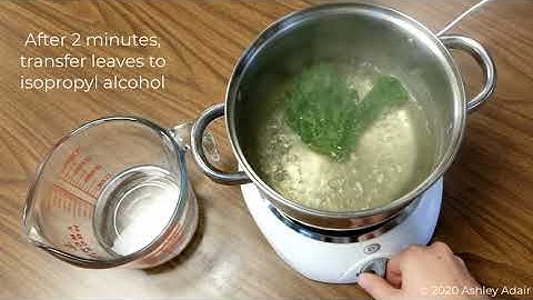 Chlorophyll Extraction