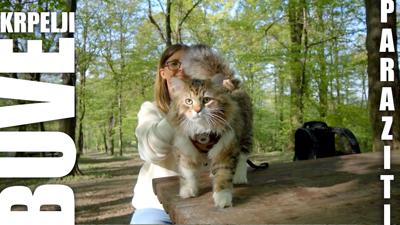 Zaštita protiv buva i krpelja + Čarli na Avali