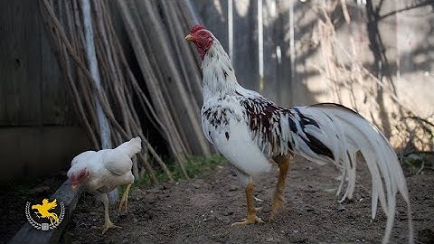 Thai Bantam | CenCal Bantams