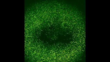 Visualizing electrical activity in cells using a GFP-based voltage probe ArcLight